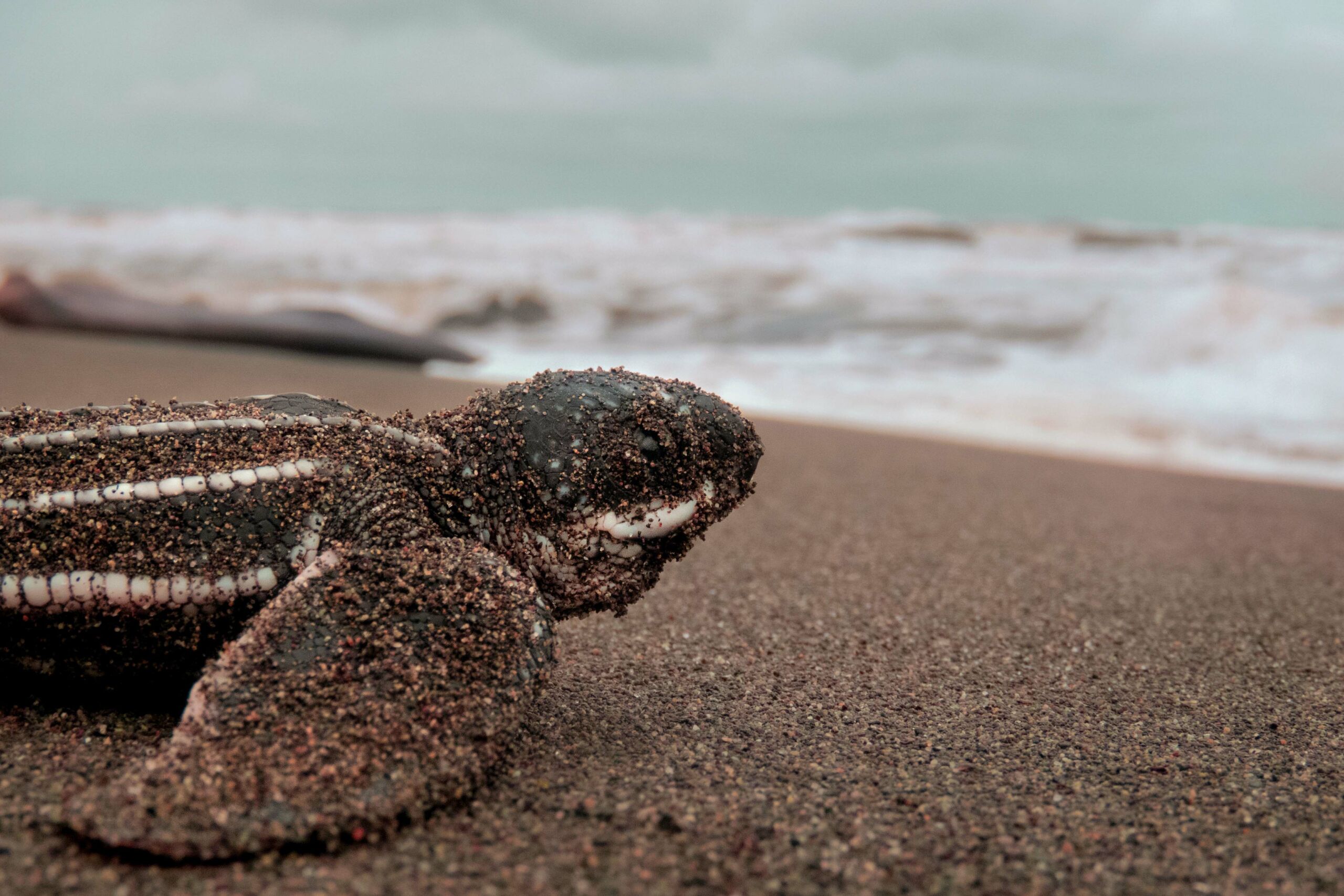 baby-leatherback-turtle-max-gotts-unsplash