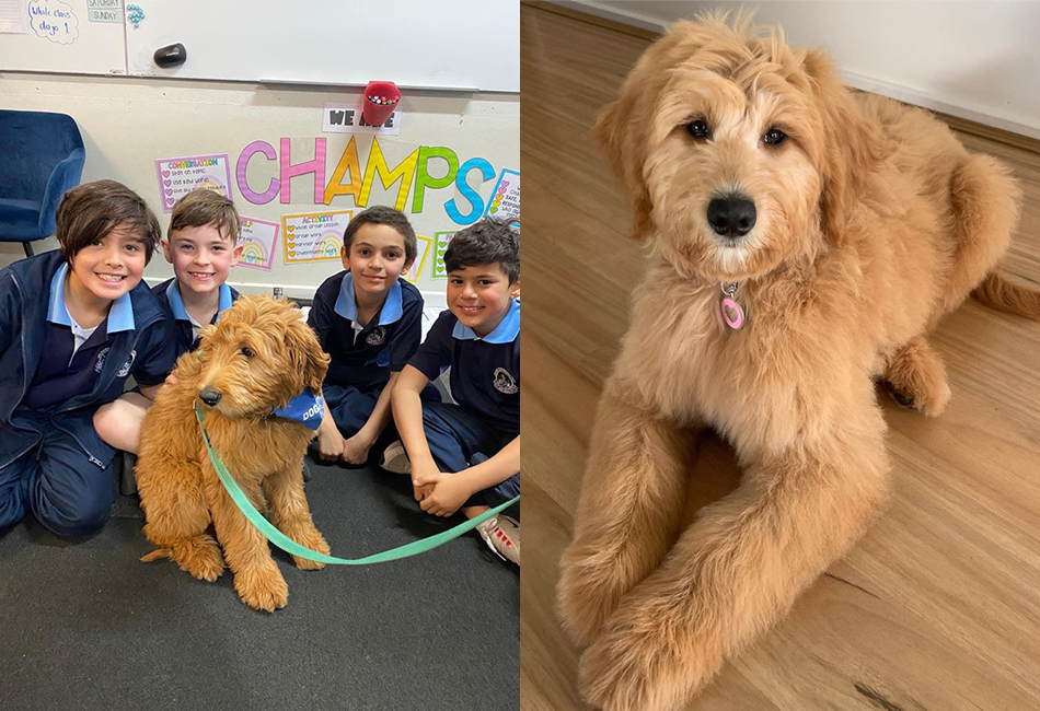 Wellbeing-Dogs